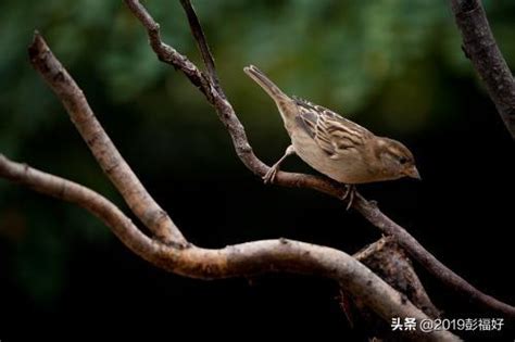 麻雀死在陽台|麻雀的離開，真正的原因是什麼？